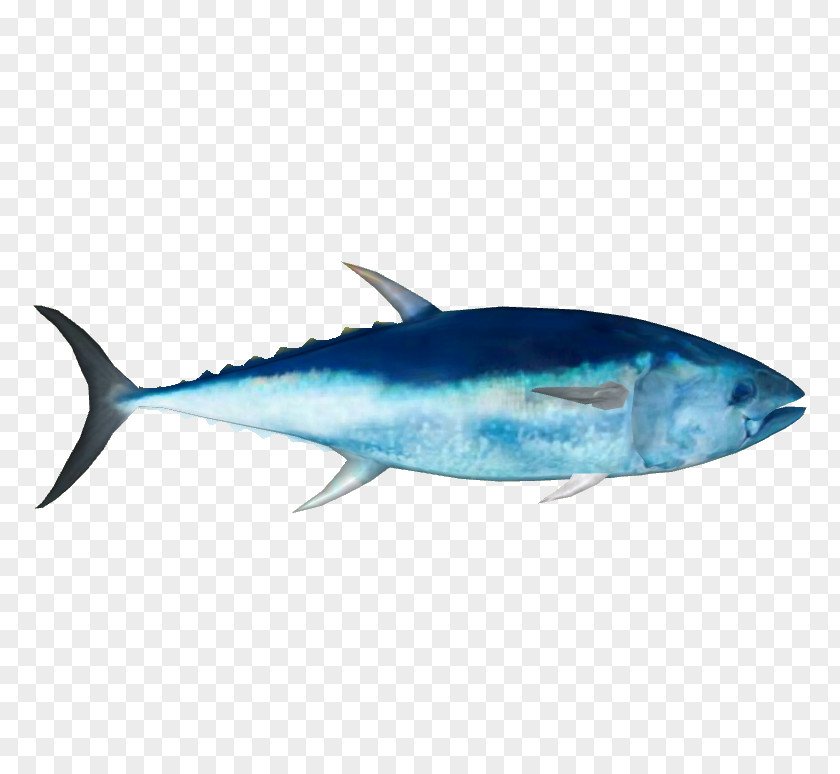 Parrotfish Marlin Fish Cartoon PNG