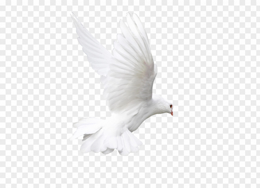 Pigeon Rock Dove Bird White Animal PNG