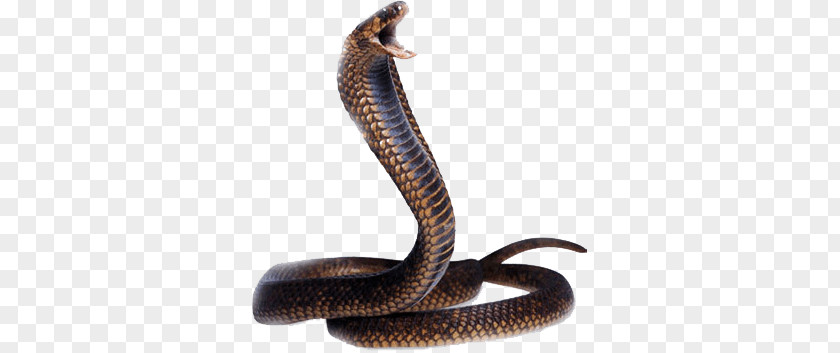 Cobra Snake Head PNG Head, brown cobra clipart PNG