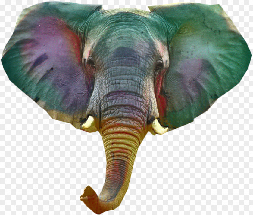 Indian Elephant African Terrestrial Animal Purple PNG