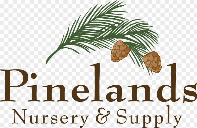 North Florida Native Plants Pine Family CRIANDO MENINOS Food Book Font PNG