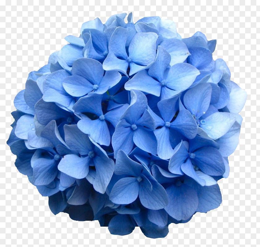 Blue Flower French Hydrangea Oakleaf Shrub Bud PNG