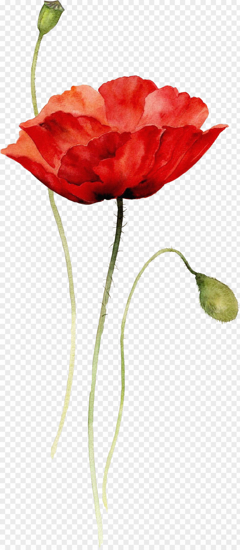 Cartoon Anzac Poppy Watercolor: Flowers Watercolor Painting Drawing PNG