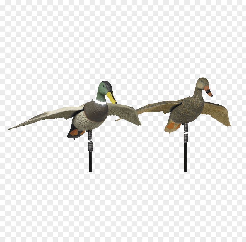 Goose Mallard Duck Fauna Beak PNG