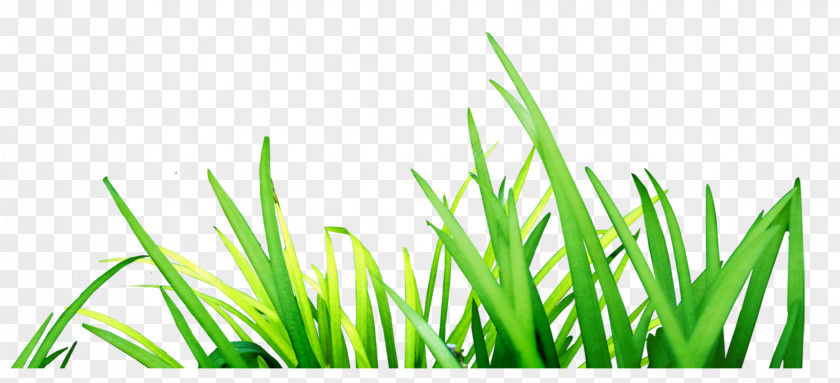 Green Grass Euclidean Vector PNG