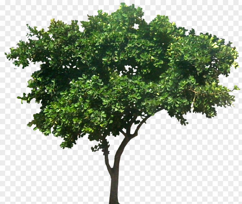 Shrubs Populus Nigra Common Fig Tree Plant PNG