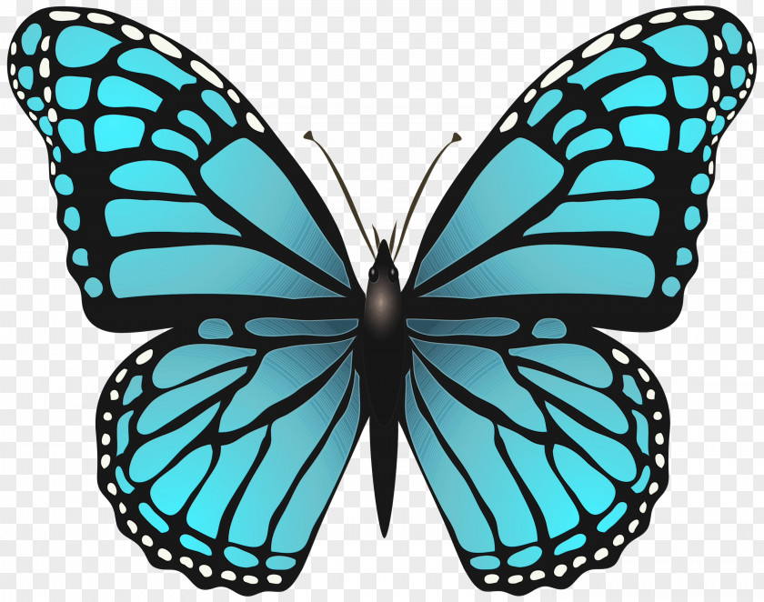 Symmetry Monarch Butterfly PNG