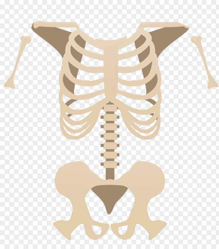 Alt Attribute Bone Skeleton Facebook PNG