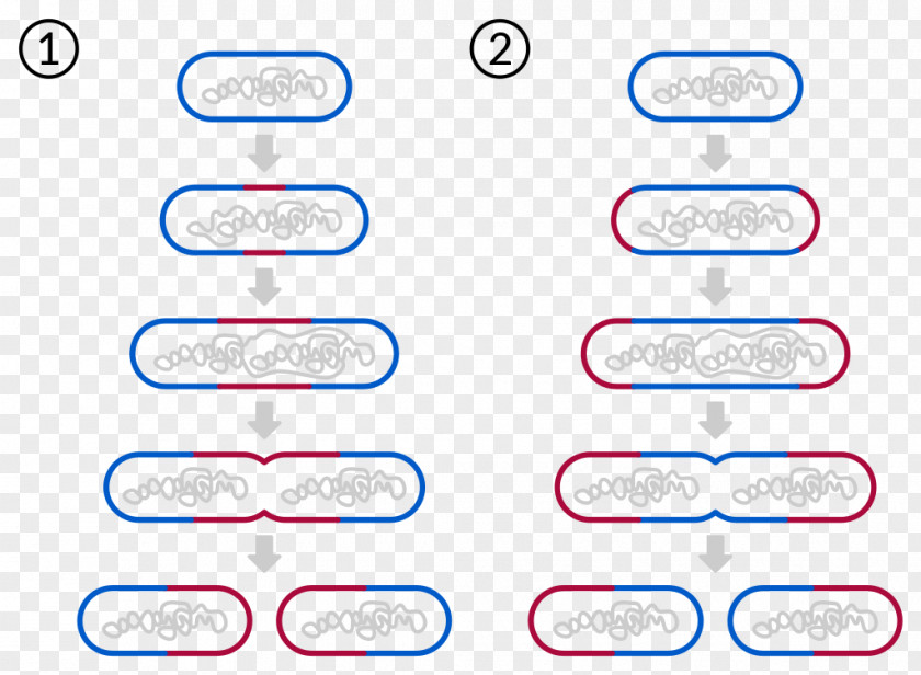 Division Line Nuclear Fission Biology Bacteria Prokaryote PNG