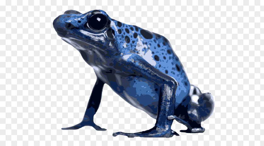 Frog American Bullfrog True Tropical Frogs Toad PNG