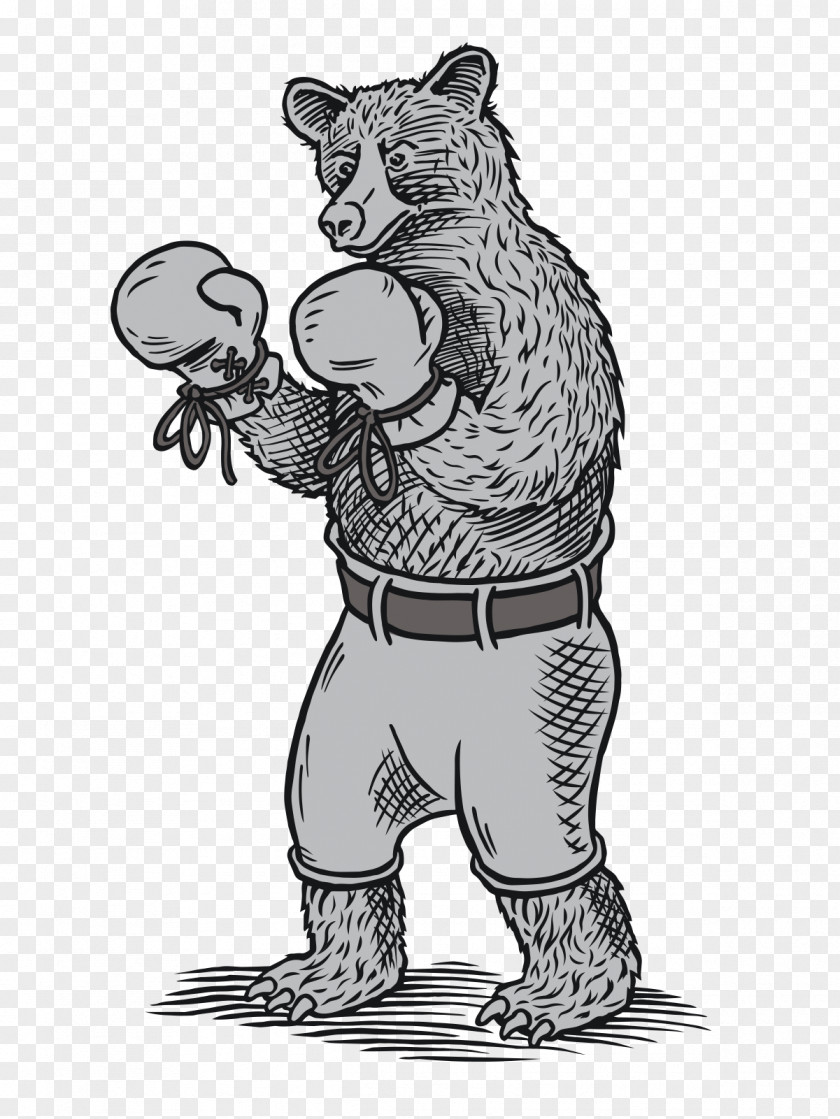 Tiger Bear Drawing Clip Art Boxing PNG