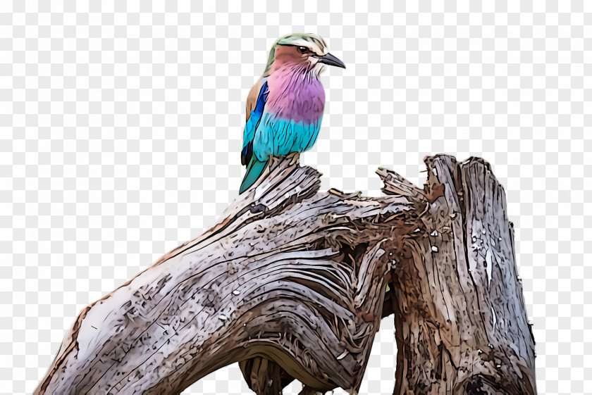 Turquoise Coraciiformes Bird Beak Roller Branch PNG