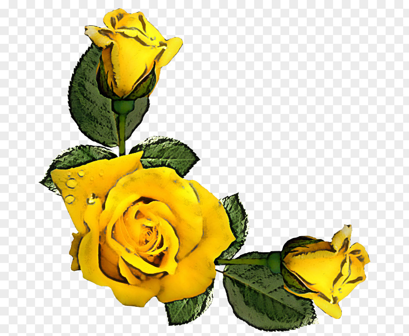 Cut Flowers Rose Family Garden Roses PNG