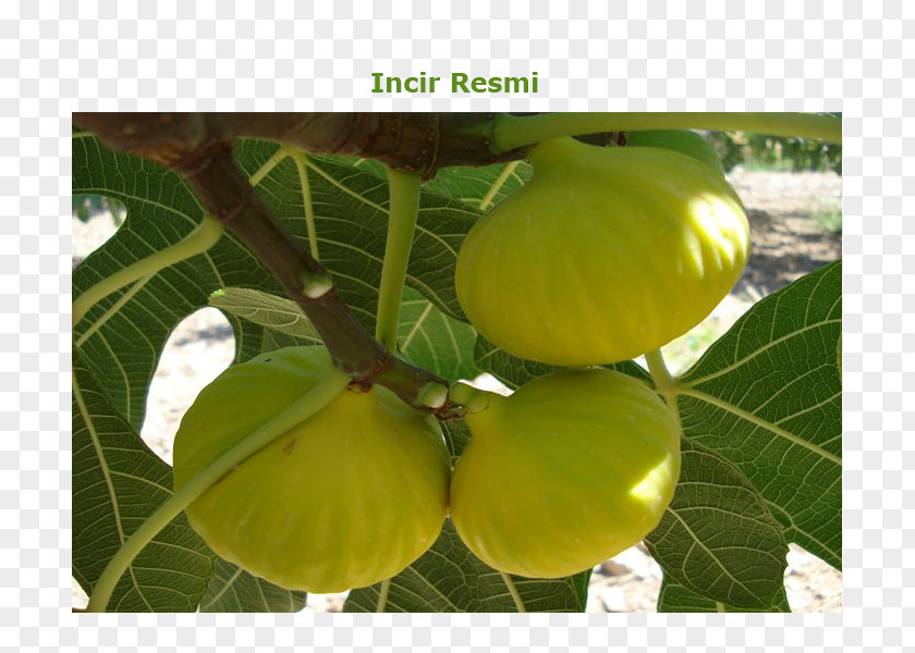 Ficus Carica Common Fig Aydın Kestel, Nazilli Buharkent Auglis PNG