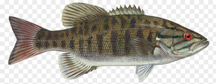 Large Mouth Bass Smallmouth Largemouth Fishing PNG
