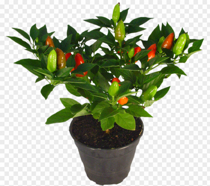 Monstera Flowerpot Houseplant Ornamental Plant Garden PNG