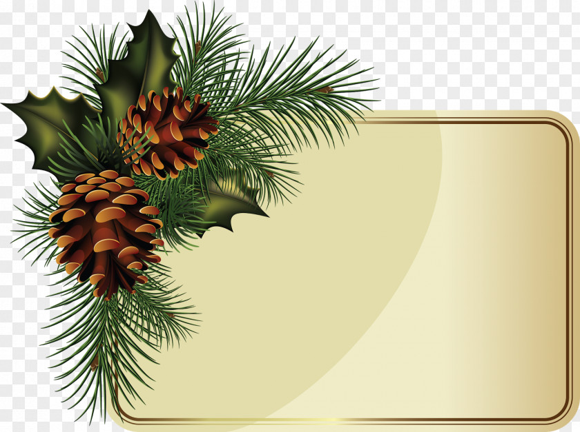 Pinecones Fir Borders And Frames Conifer Cone Spruce PNG