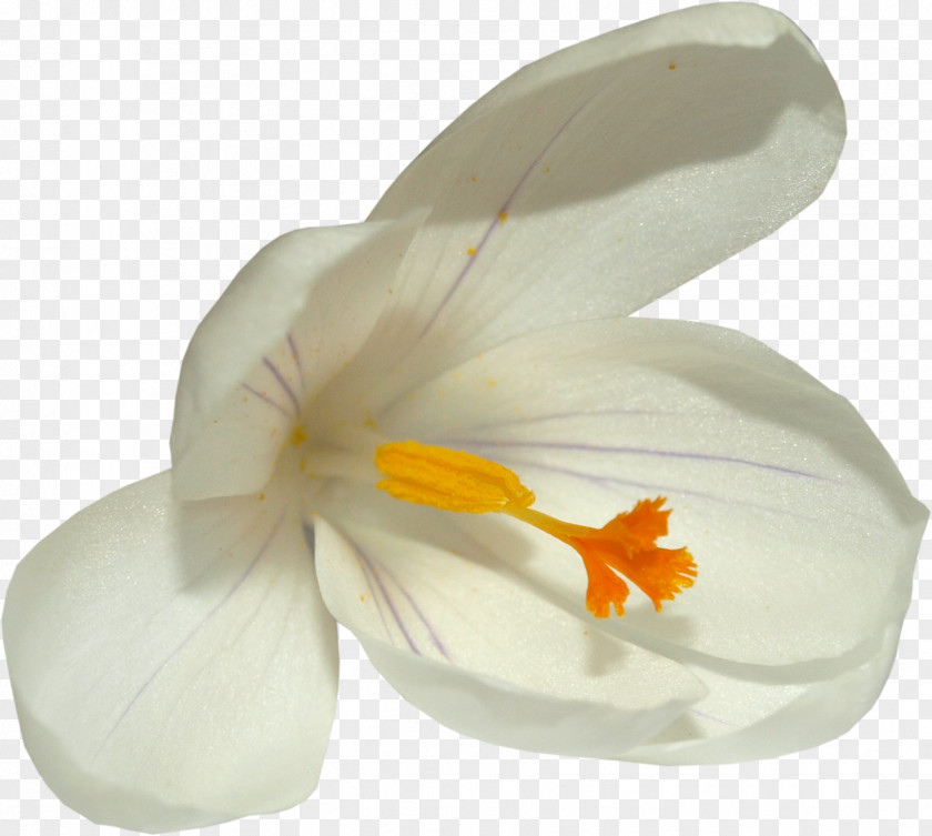 Saffron Flower Crocus Clip Art PNG