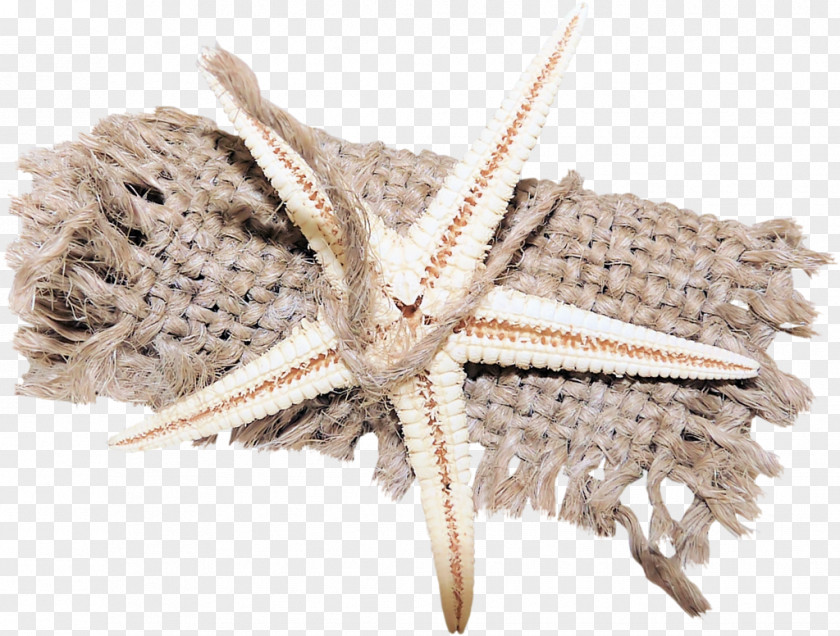 Seashell Starfish Polyvore Landscape Yandex Search PNG