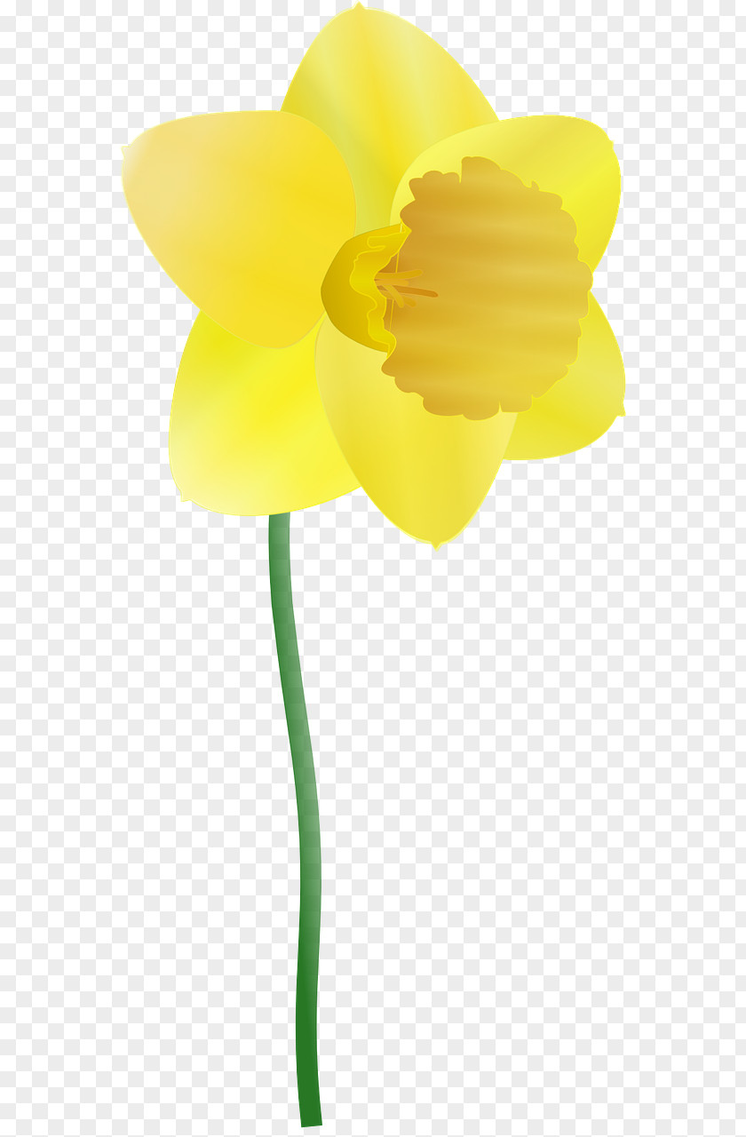 Yellow Flowers Daffodil Clip Art PNG