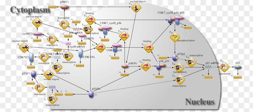 Academic Department P53 Cyclin-dependent Kinase 7 Phosphorylation 1 PNG