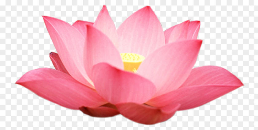 Lotus Nelumbo Nucifera Seungcheonsa Android Application Package Leaf PNG