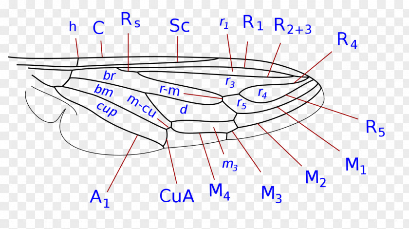 Design Drawing /m/02csf PNG