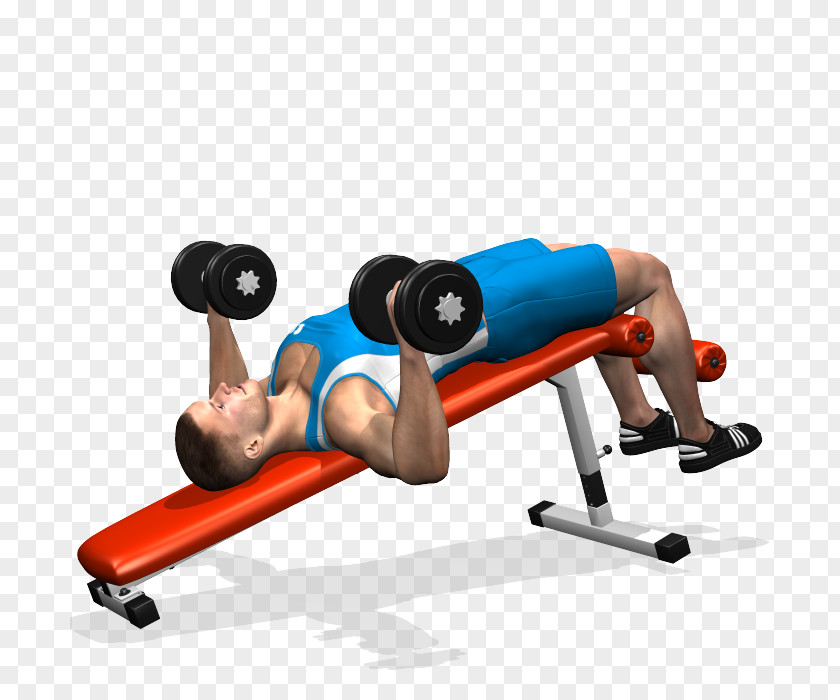 Dumbbell Weight Training Bench Press Barbell PNG