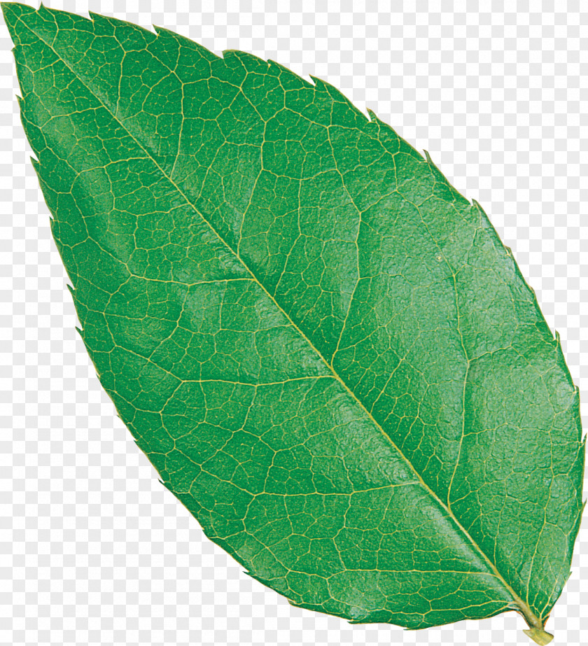 Leaf .net Download Plant Pathology Image PNG