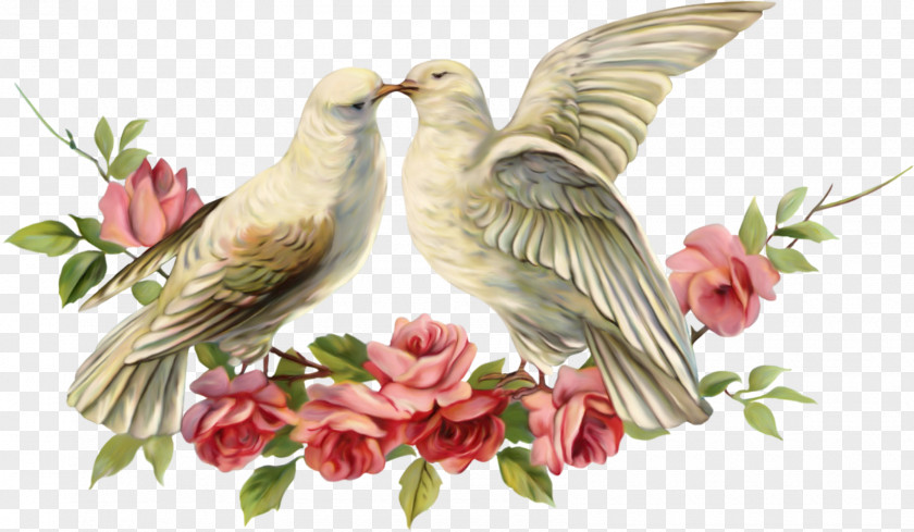 Love Birds Columbidae Computer Software Clip Art PNG