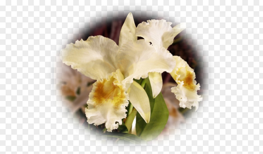 Pas De Deux Cattleya Orchids Dendrobium Phalaenopsis Equestris Flowering Plant PNG