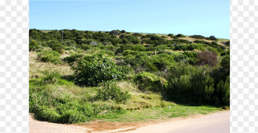 Plot For Sale Vegetation Biome Shrubland Nature Reserve Tree PNG