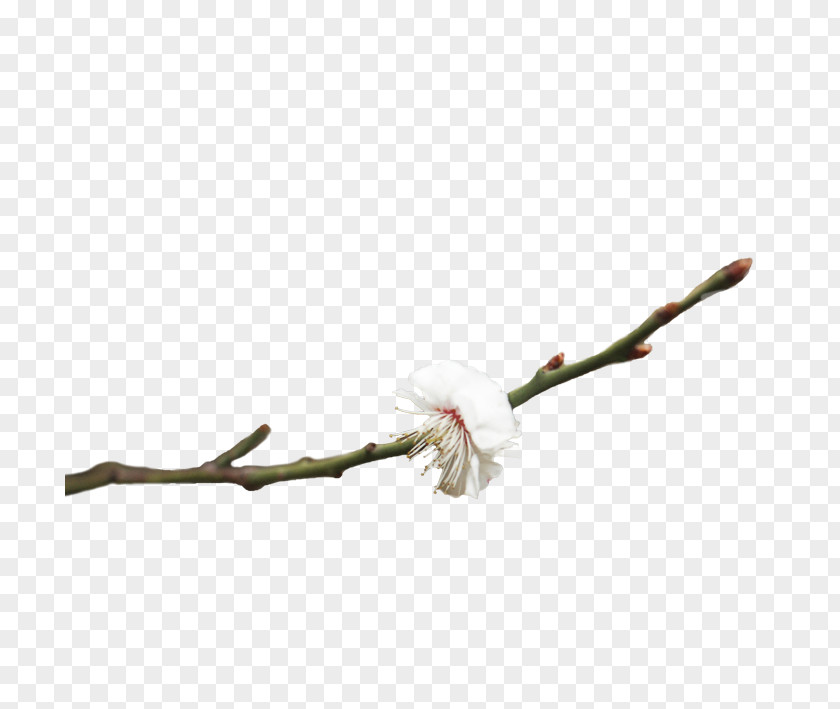 Plum Branches Blossom Pink Flowers PNG