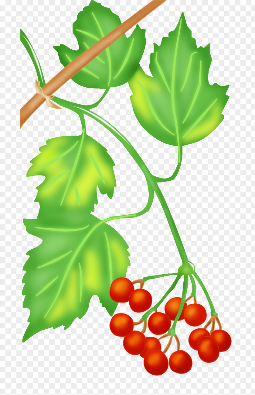 Viburnum Symbol Grapevine Food Vegetable Fruit Leaf PNG