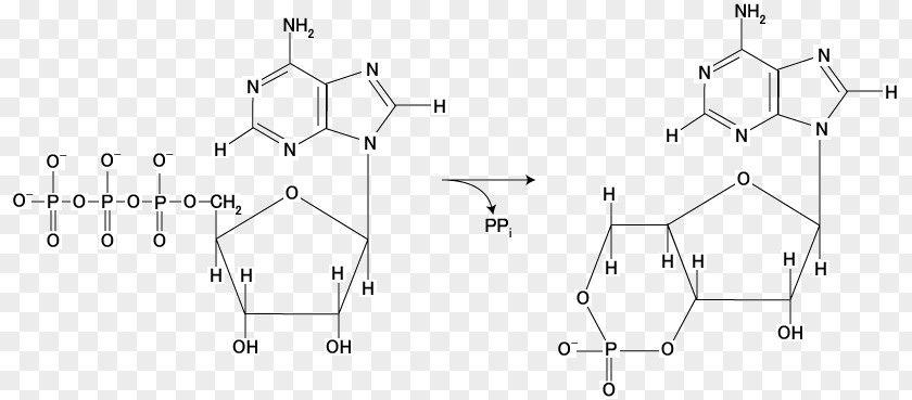 Atp Molecule Camp Adenylyl Cyclase Cyclic Adenosine Monophosphate Second Messenger System Guanylate PNG