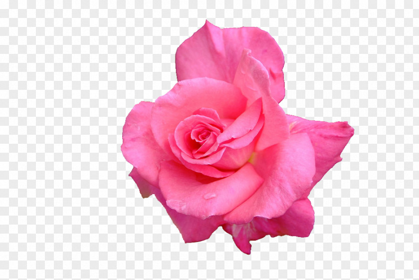 Background Roses Garden Cabbage Rose Floribunda Petal Cut Flowers PNG