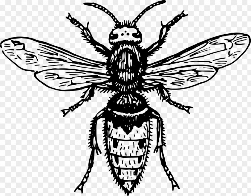 Bee Hornet Characteristics Of Common Wasps And Bees Insect PNG