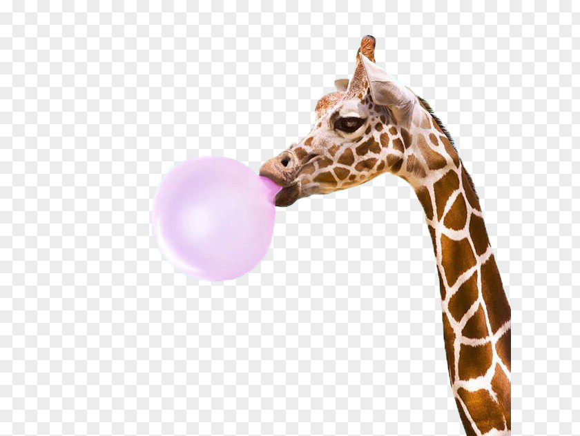 Giraffe Bubblegum Alley PopSockets Bubble Gum Kudu PNG