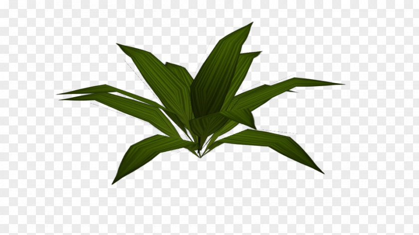 Leaf Plant Stem PNG