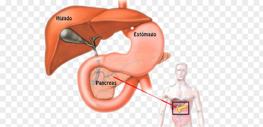 Pancreas Human Body Physiology Anatomy Pancreatic Cancer PNG