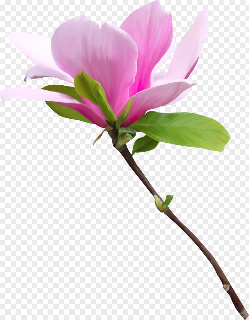 Spring Flower Clip Art PNG