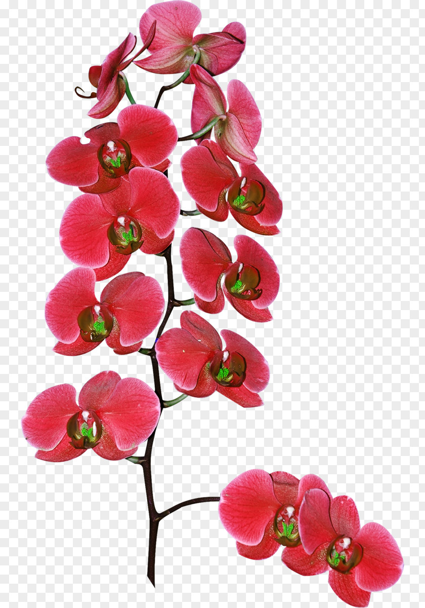 Flower Cut Flowers Moth Orchids Plant PNG