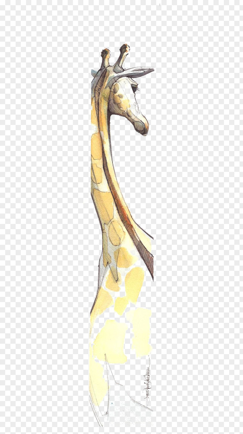 Giraffe Drawing Watercolor Painting Northern Illustration PNG