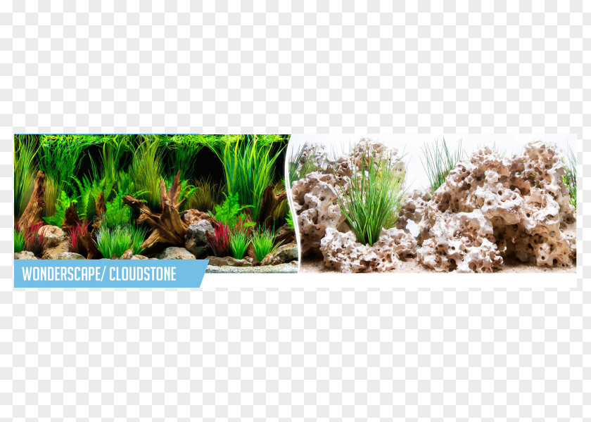 Ivan Asen Ii Of Bulgaria Aquarium BG Filtration Aquatic Plants Water Garden PNG