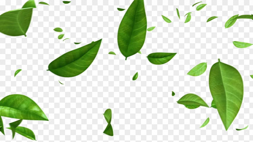 Leaf Stock Footage Image Green Video PNG