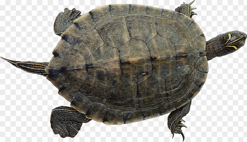 Trachemys Geoemydidae Sea Turtle Background PNG