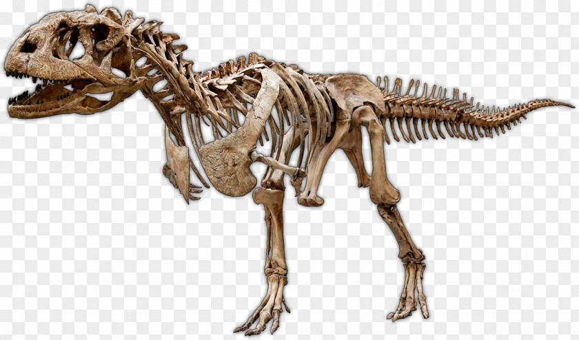 Jurassic World Majungasaurus Late Cretaceous Dinosaur Tyrannosaurus Madagascar PNG
