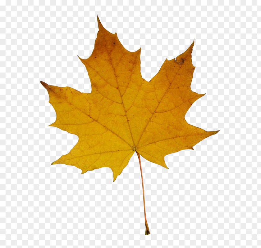 Leaf Stock Photography Maple Fotosearch PNG