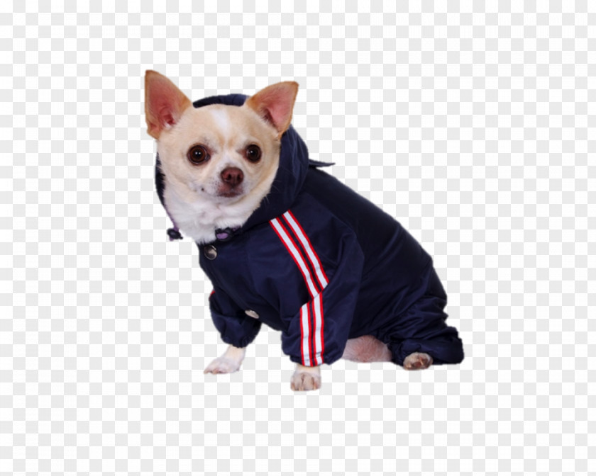 Puppy Dog Breed Chihuahua Companion Snout PNG