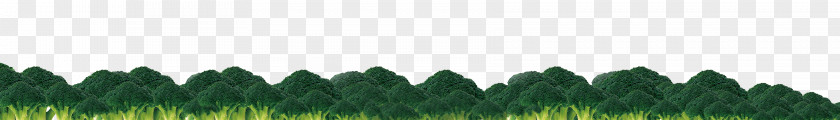 Cauliflower Grasses Structure Home Leaf Pattern PNG